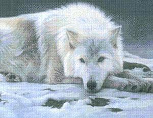 Волк на снегу (38027)