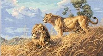 Африканские львы (African Lions) 03866