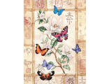Торжество бабочек (бабочки на цветке) 35063