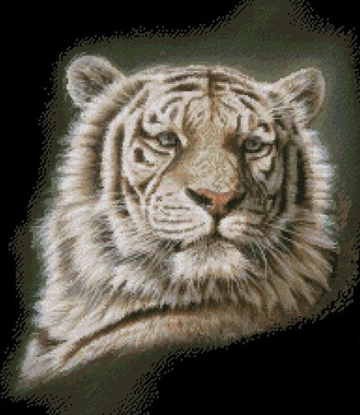 Портрет белого тигра (98717)