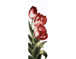 Тюльпаны 01.008