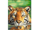 Водяной тигр (JW-030) vkn