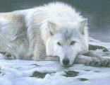 Волк на снегу (38027)