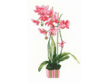 Розовая орхидея 1162