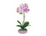 Сиреневая орхидея 1163