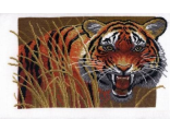 Тигр на охоте (654)