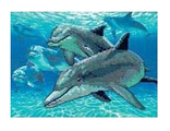 Морские дельфины 06944-DMS