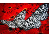 Бабочки на красном Б1413