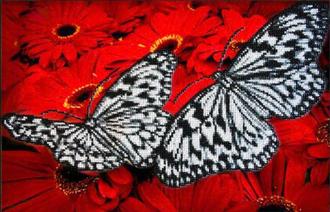 Бабочки на красном Б1413