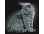 Британская короткошерстная кошка 21111