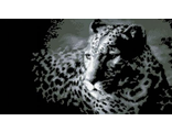 Леопард (0036)