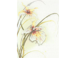 Орхидея PN-0008014
