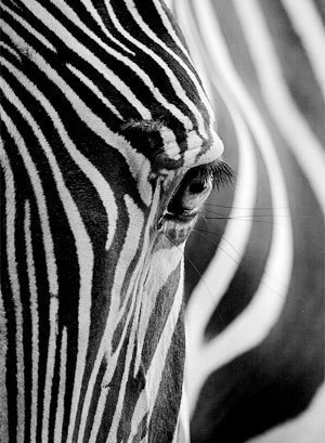 Взгляд зебры DS086 (алмазная мозаика) mgm avmn