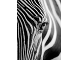 Взгляд зебры DS086 (алмазная мозаика) mgm
