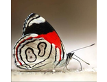 Бабочка 2 DS519 (алмазная мозаика) mgm-mjk