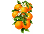 Гроздь апельсинов АЖ-1091 (алмазная вышивка) mc
