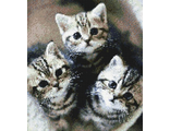 Три котенка VH-909411  (алмазная вышивка-мозаика Anya) mgm-mk avmn